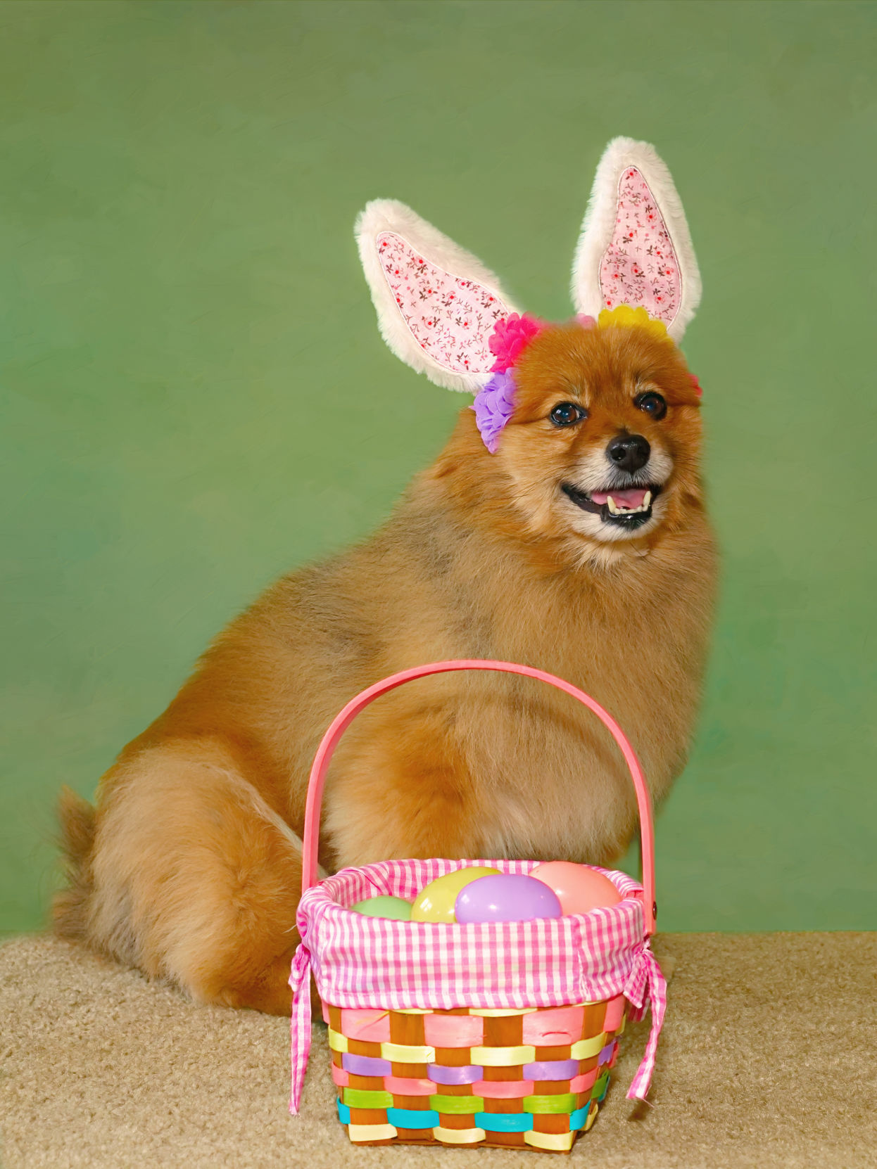 Bunnycog